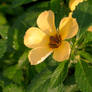 Bee on a Flower