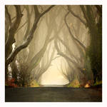 The Dark Hedges ..Misty by Klarens-photography