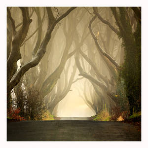 The Dark Hedges ..Misty