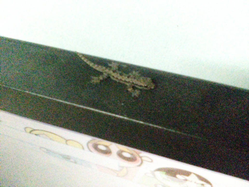 A lizard on my computer by AldrineRowdyruffBoy on DeviantArt