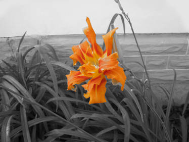 Orange Flower