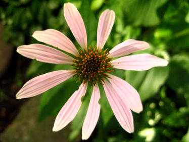 A Simple Pink Flower