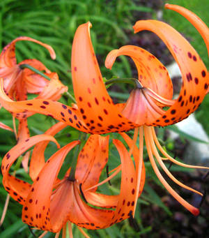 Spotted Orange Flower