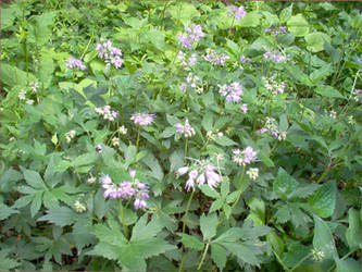 Virginia Waterleaf