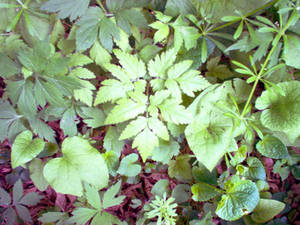 Wood Anemone