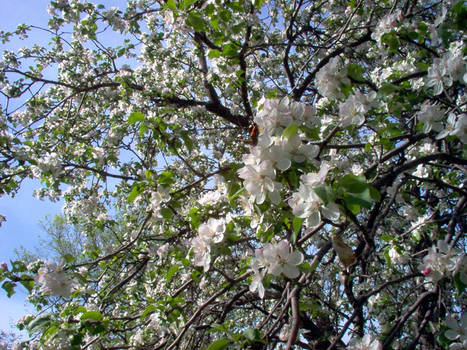 Apple Blossom no. 1