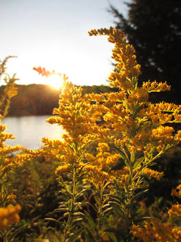 Golden Sunset