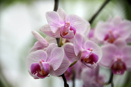 A Study in Orchids, #7