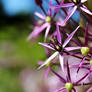 Star of Persia - Allium christophii