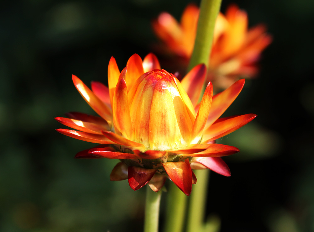 Blossom of Fire by DatenTanzBaer