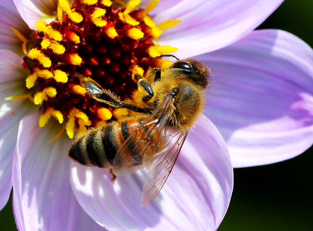 Hairstyle a la Bee by DatenTanzBaer