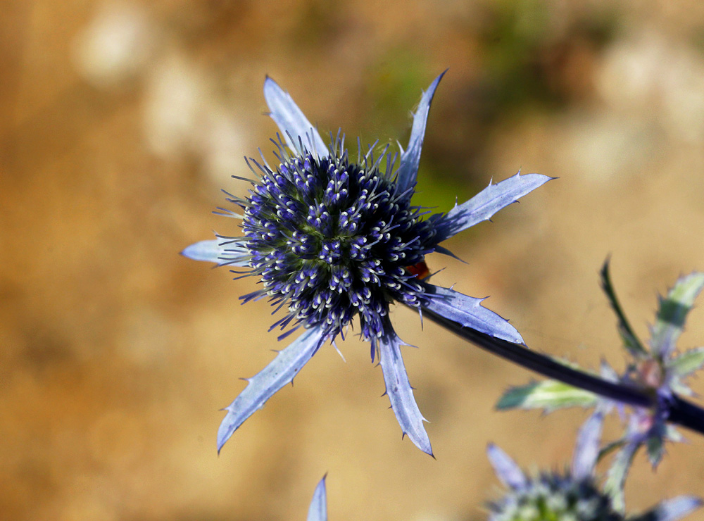 The faithful Blue - Eryngium planum by DatenTanzBaer