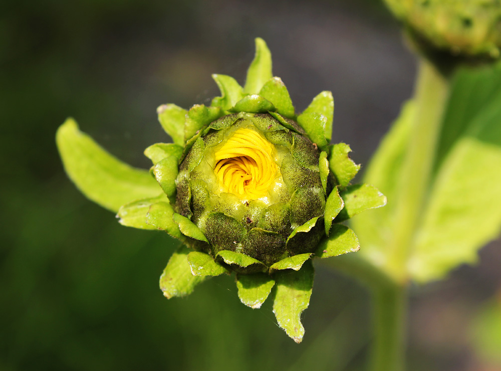 Yellow Vortex