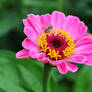 The Zinnia and the Hoverfly