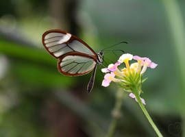 Glasswinged Butterfly - Greta oto