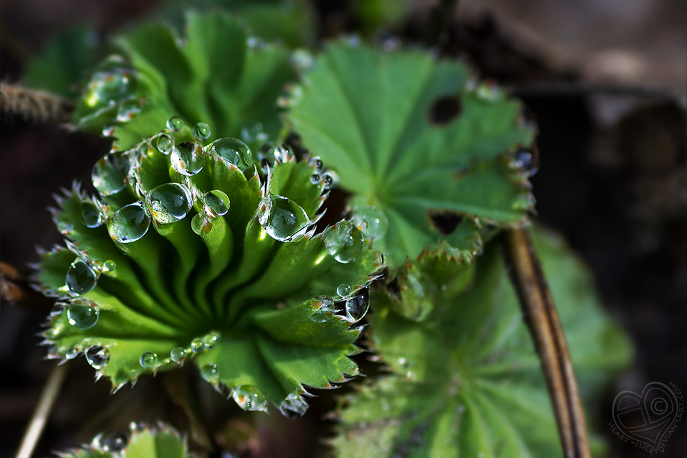 Droplets and Waves