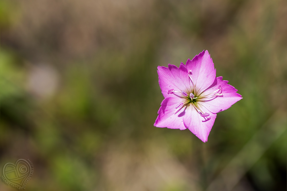 The Star of Pink Flowers