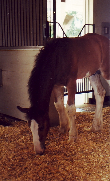 Baby Clydesdale