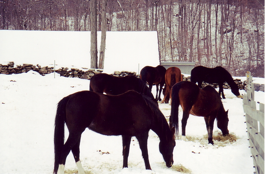 Horses in Snow 2