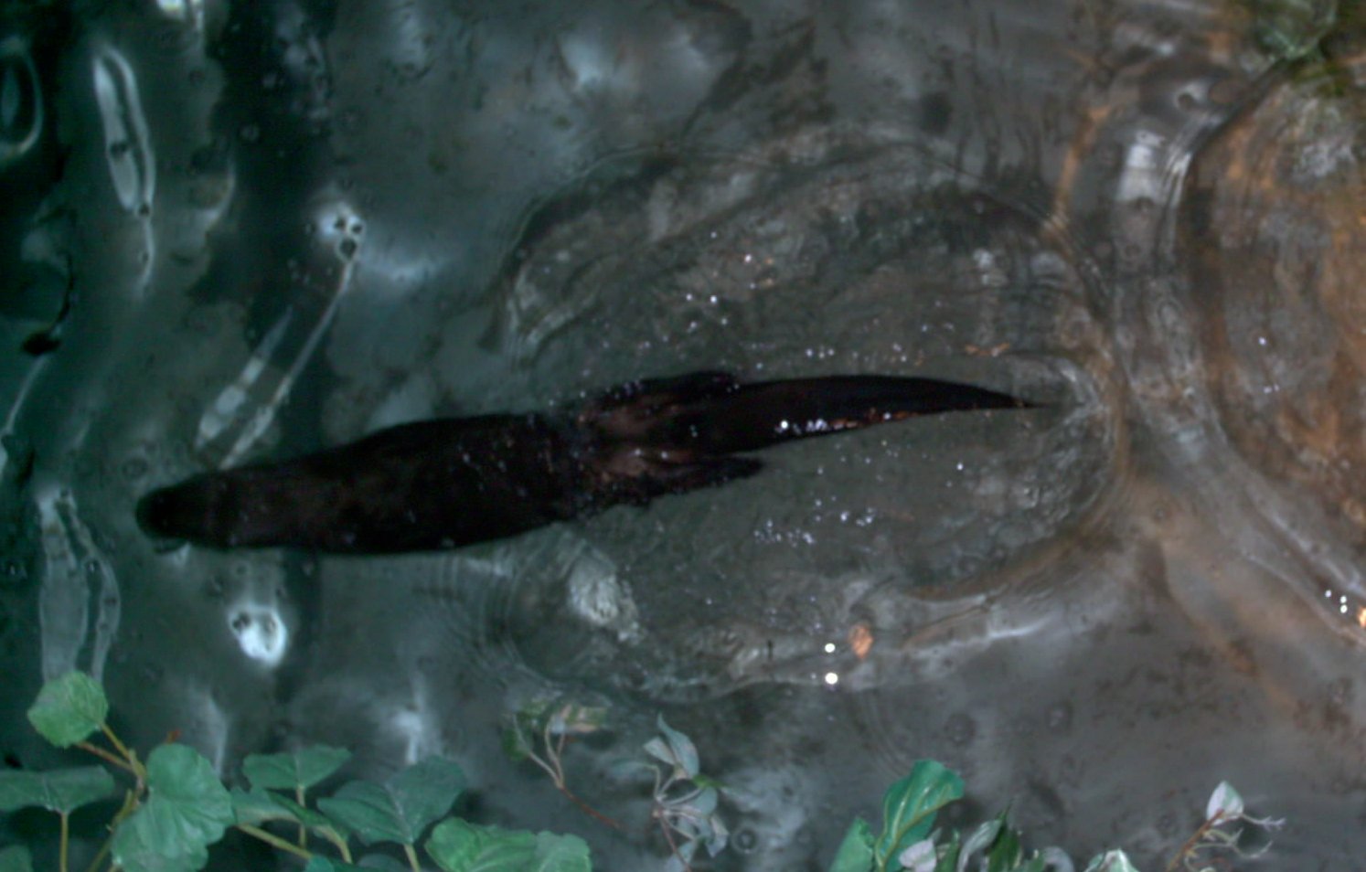 Swimming Otter