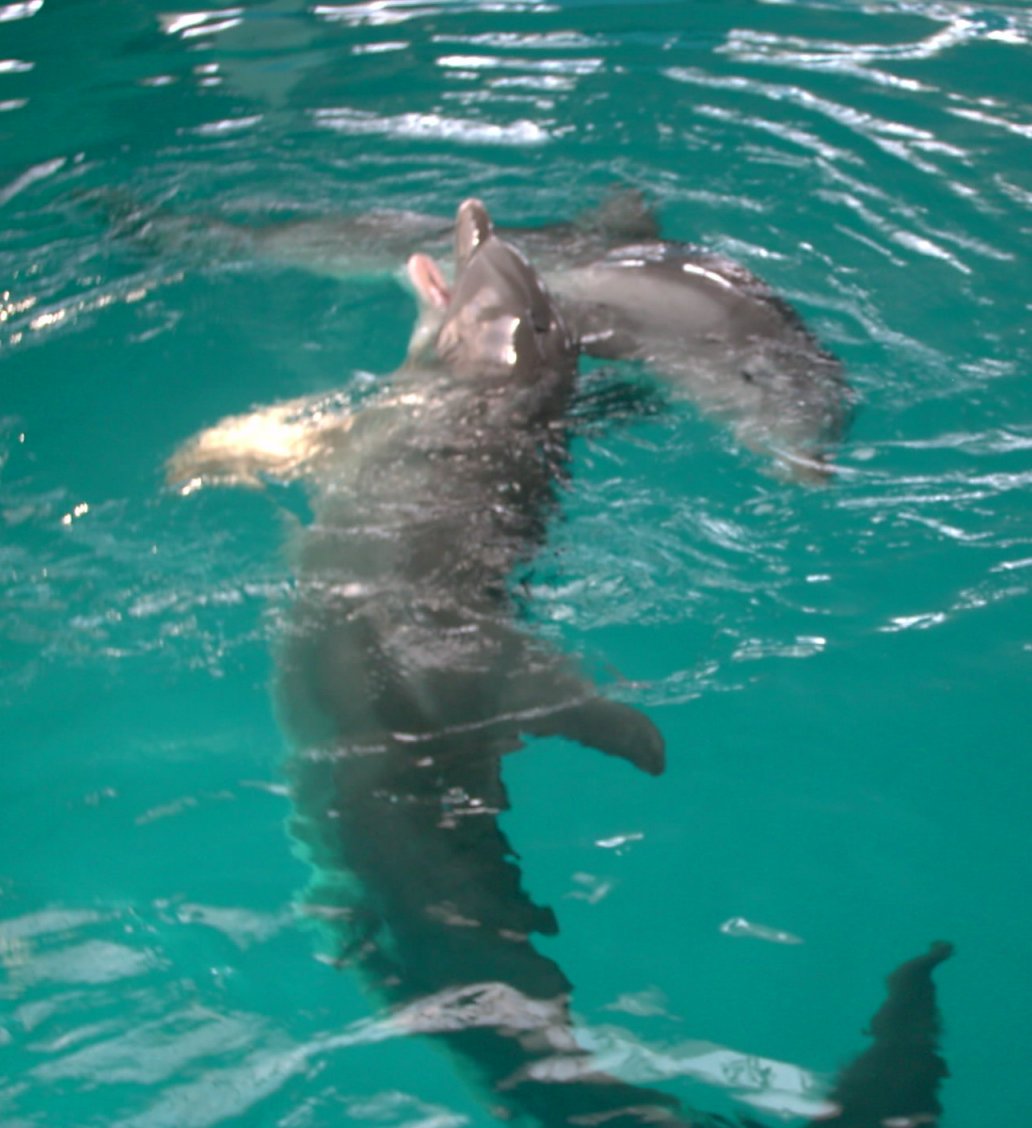 Dolphin Play