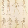 Single Ladies Skeleton Study