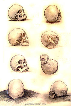 Skull Studies