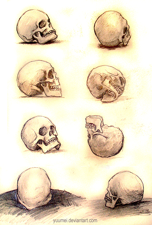 Skull Studies