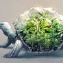 Worlds Within: Tortoise Terrarium
