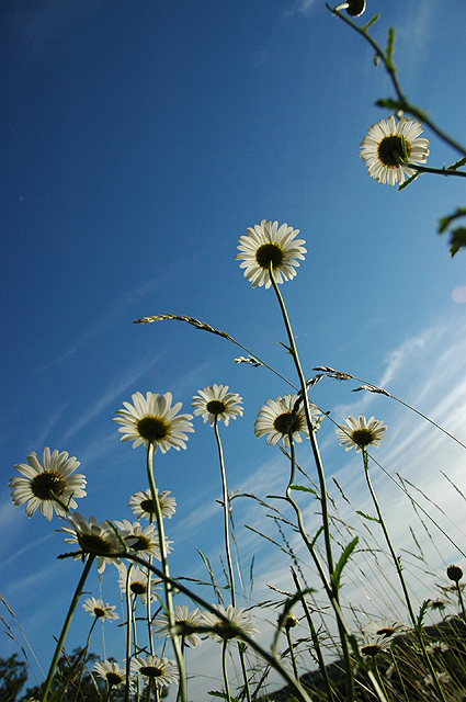 Daisies