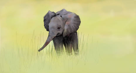 Baby Elephant