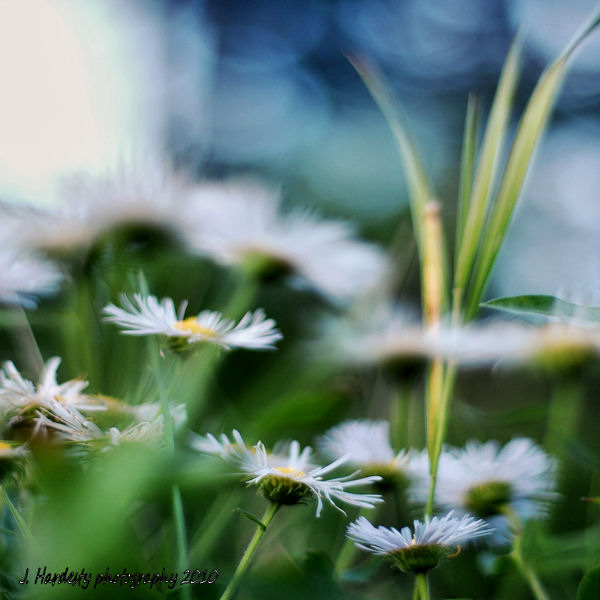 Clouds In The Grass