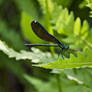 Damselfly