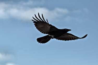 Caddman's Dream by Corvidae65