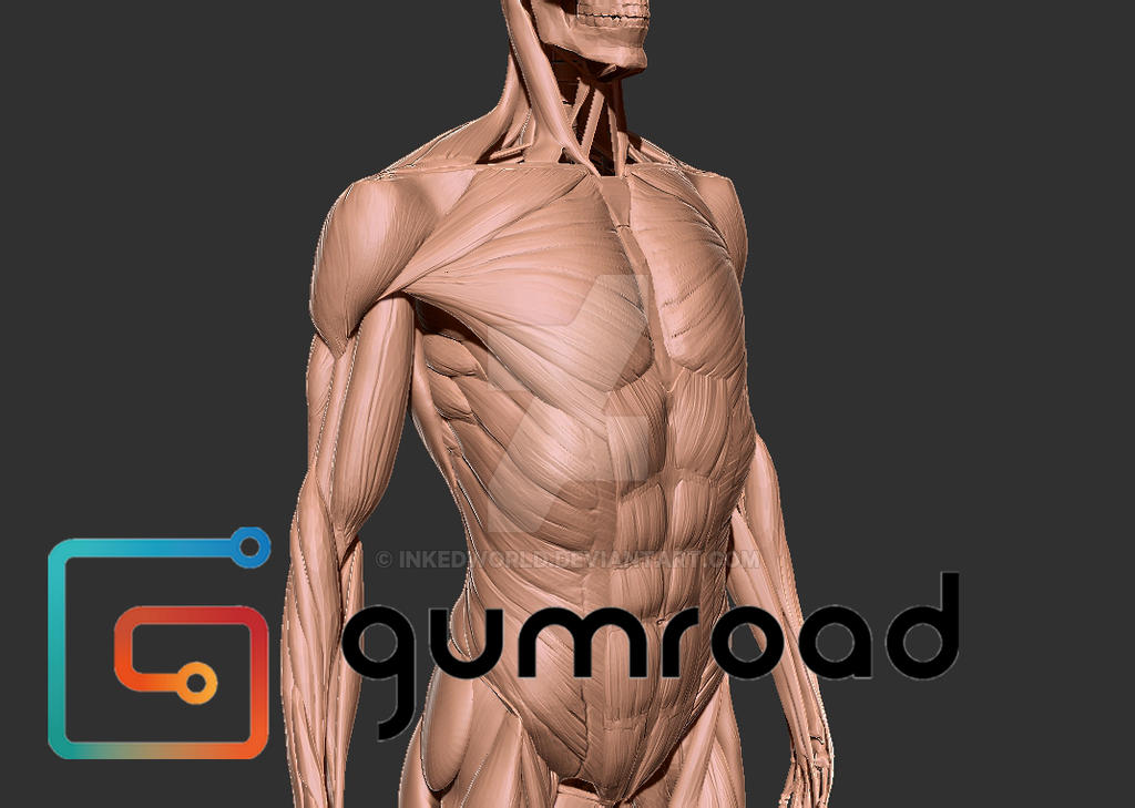 Artistic Anatomy Reference Models By Inkedworld On Deviantart Artistic Anatomy Reference Models By Inkedworld On Deviantart