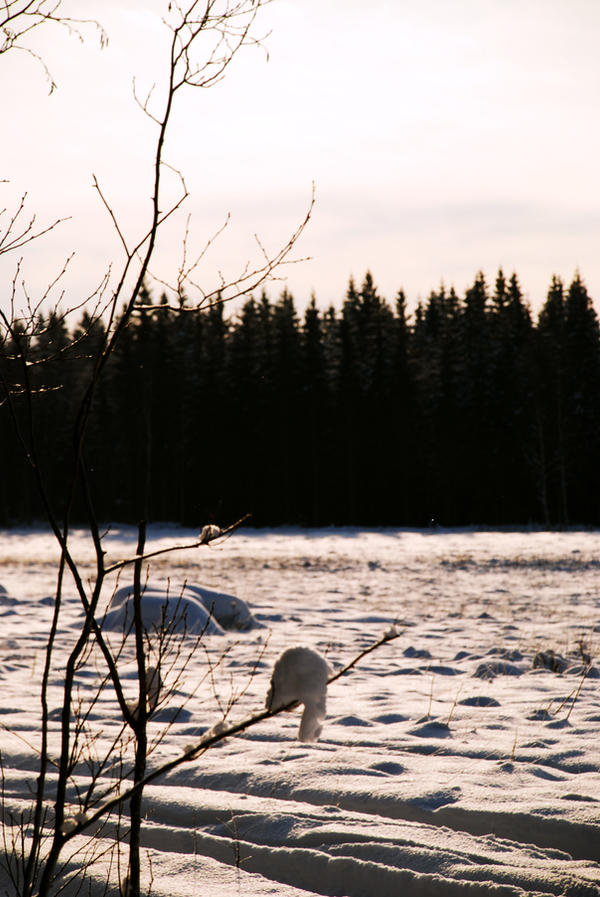 Winter wonderland