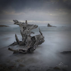 driftwood seascape