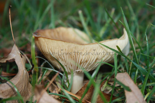 Up-Close Mushroom