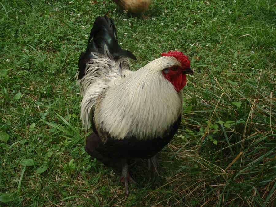 Hunpty Chicken My purtty chicken. by MellowMilkTea on DeviantArt