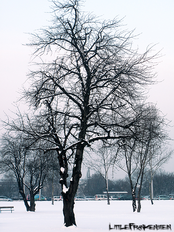 First Snow