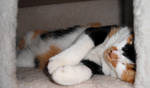 Sasha resting by Phaedris