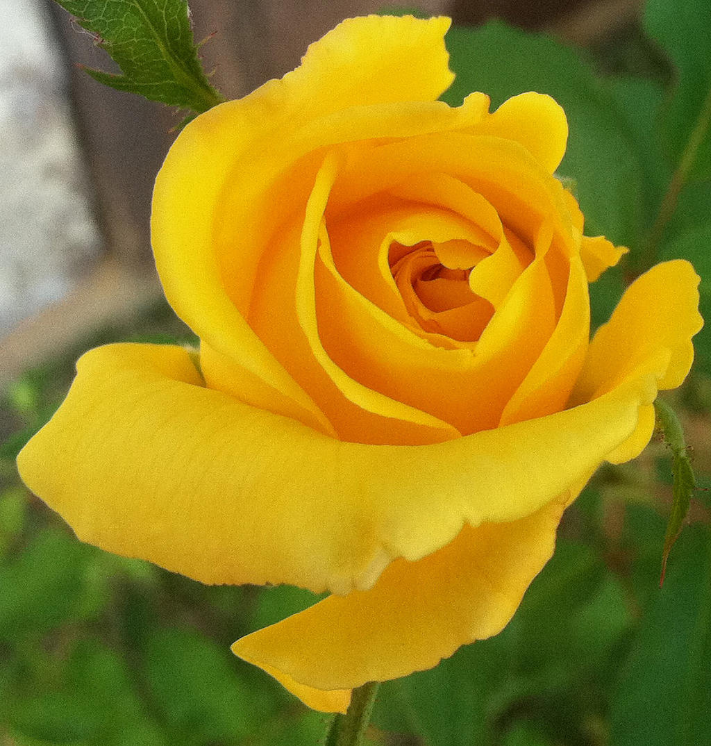 Sufi Rose