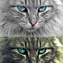 Blue eyes cat effect