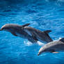 Flying Dolphins