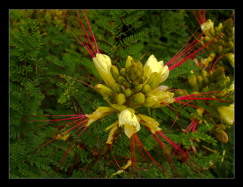 Exotic flower