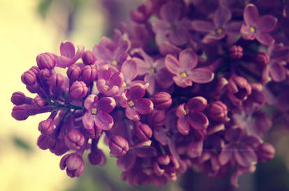 lilac