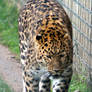 Leopard (YWP)