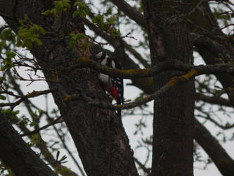 Woodpecker pecking wood