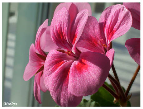 Geranium-02