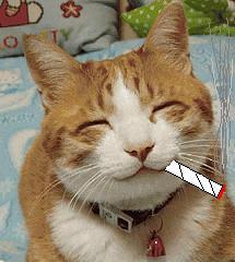 stoner cat